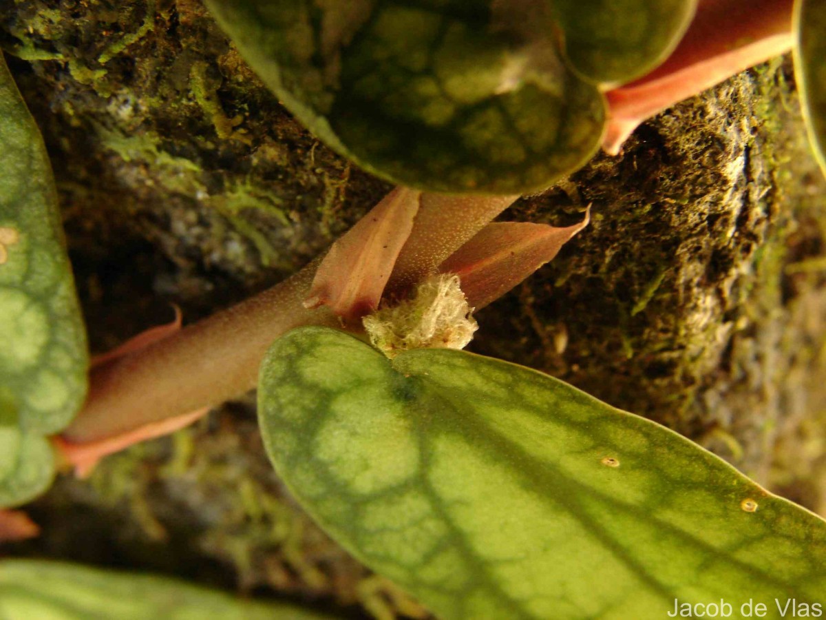 Procris repens (Lour.) B.J.Conn & Hadiah
